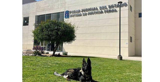 Toñita, la perrita de intervención, brinda apoyo en audiencia a niña de cinco años en Ensenada
